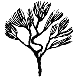 AMSI - Oak Tree Structure Kit - Large - 137-102